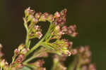 Hairy pinweed